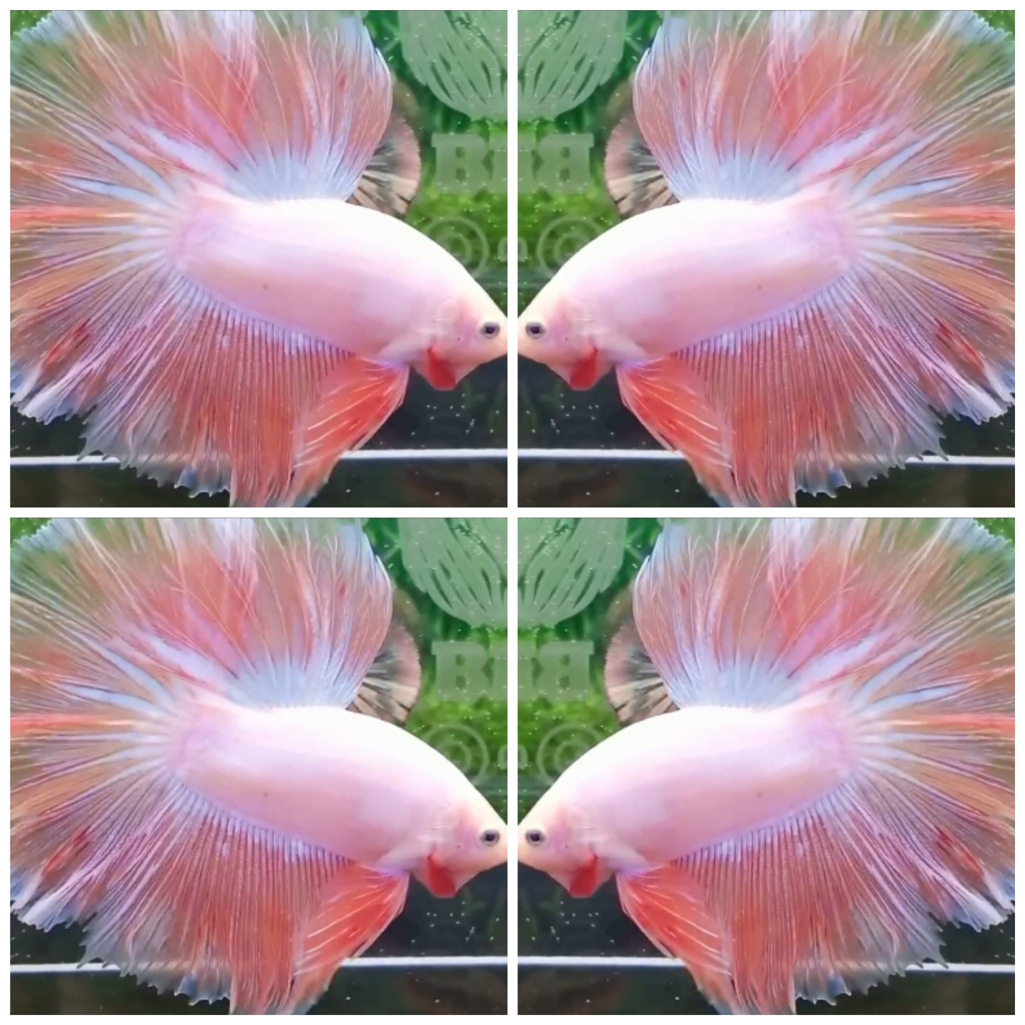 Pink Shimmer