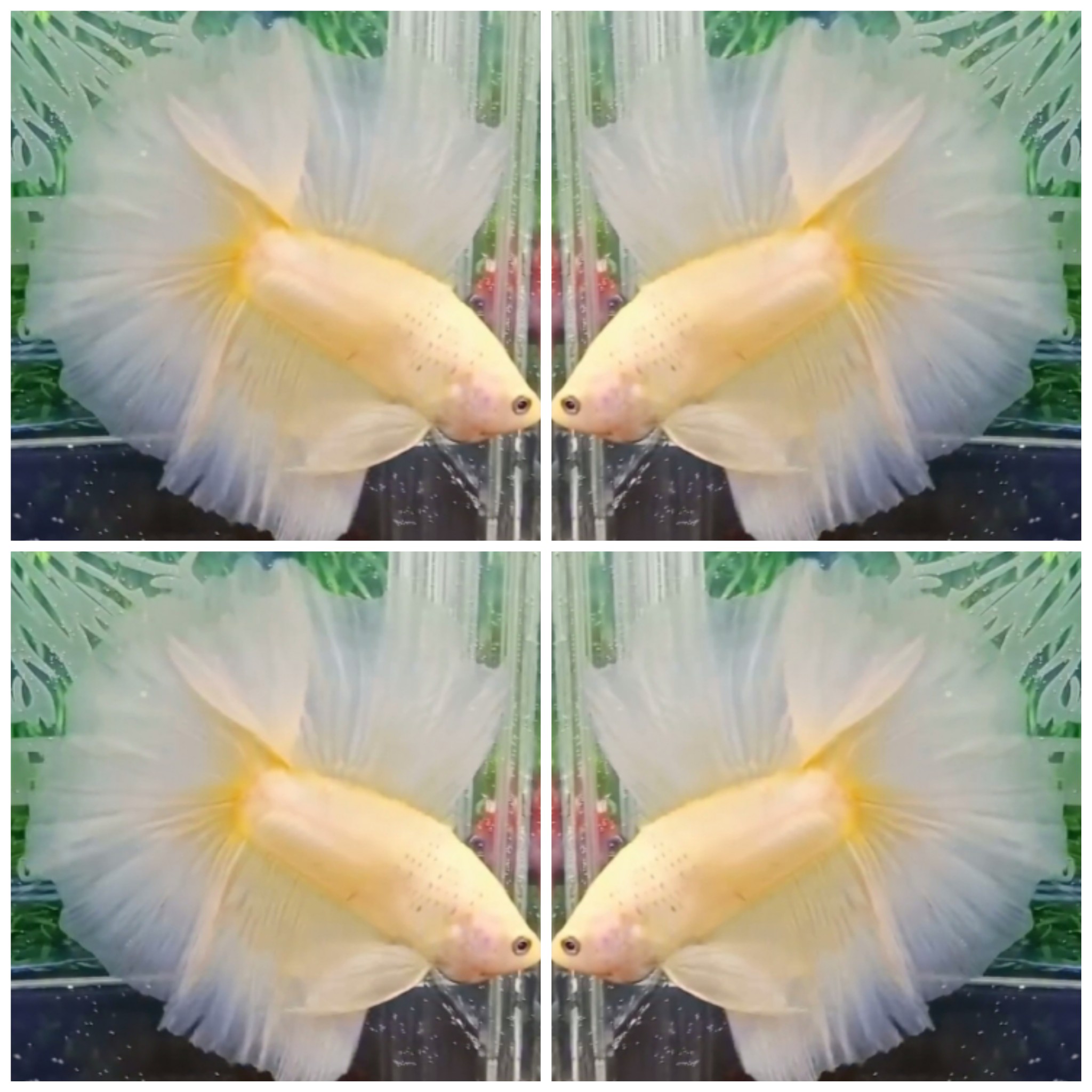 Yellow Banana HMDT