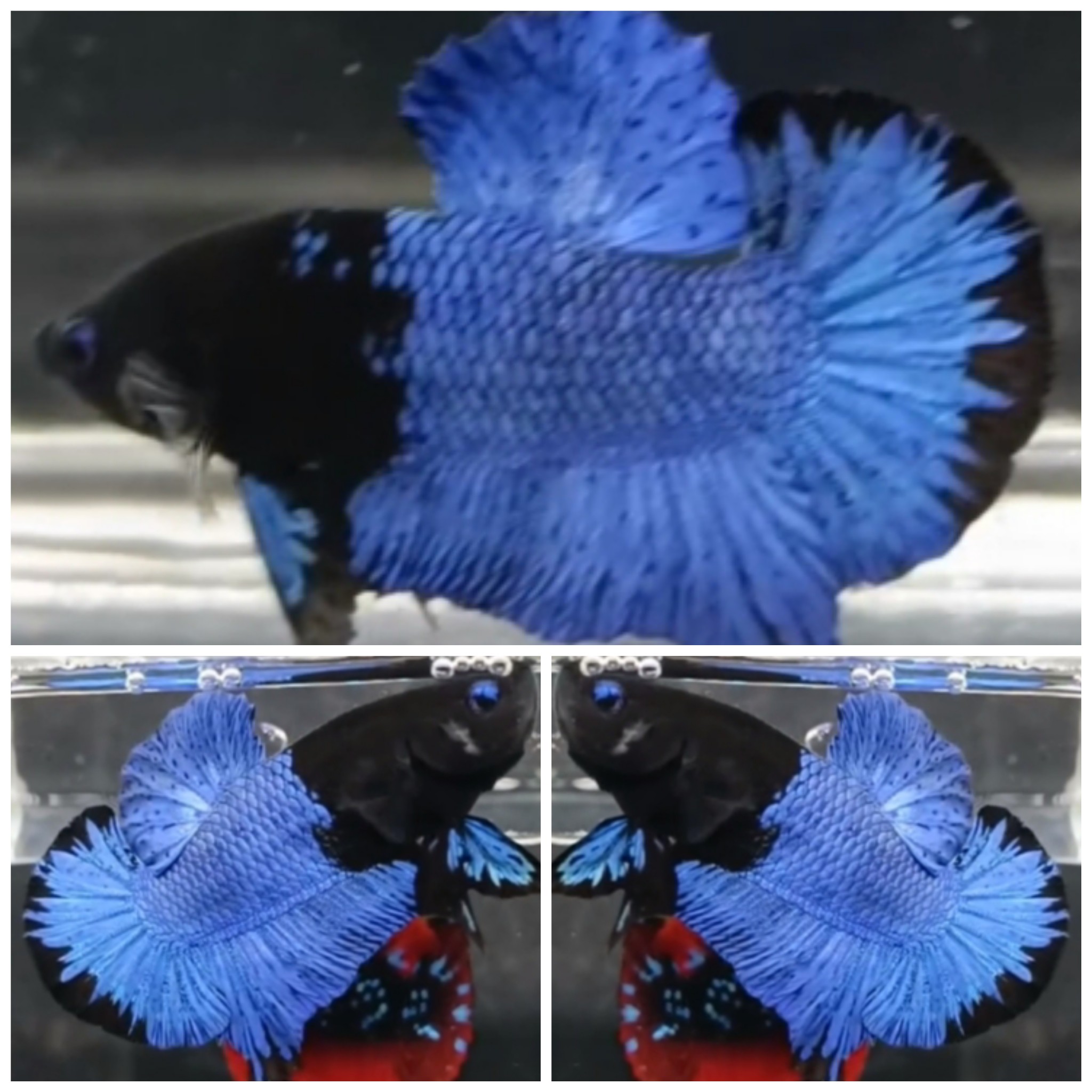 Blue Black Heaf