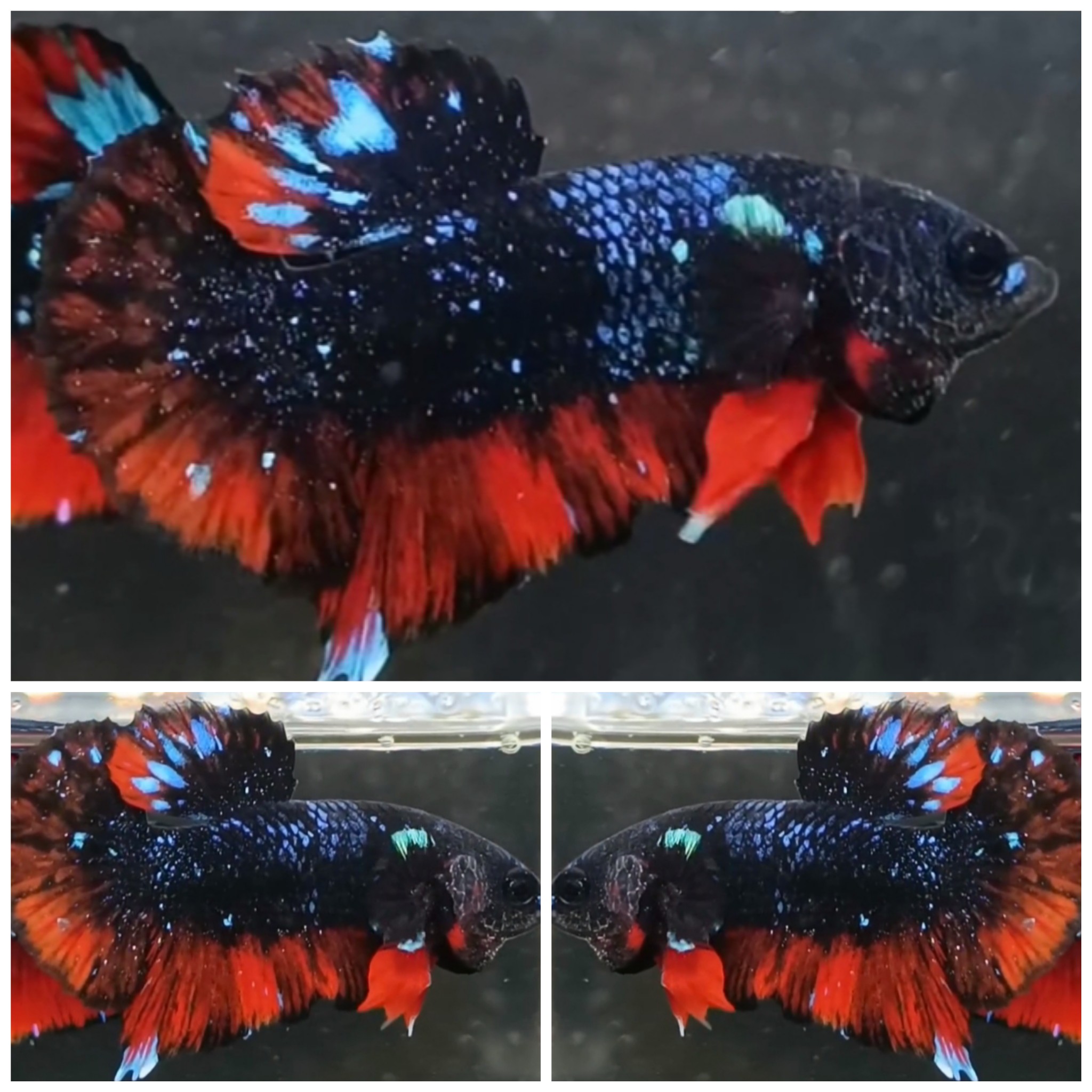 Avatar Glitter