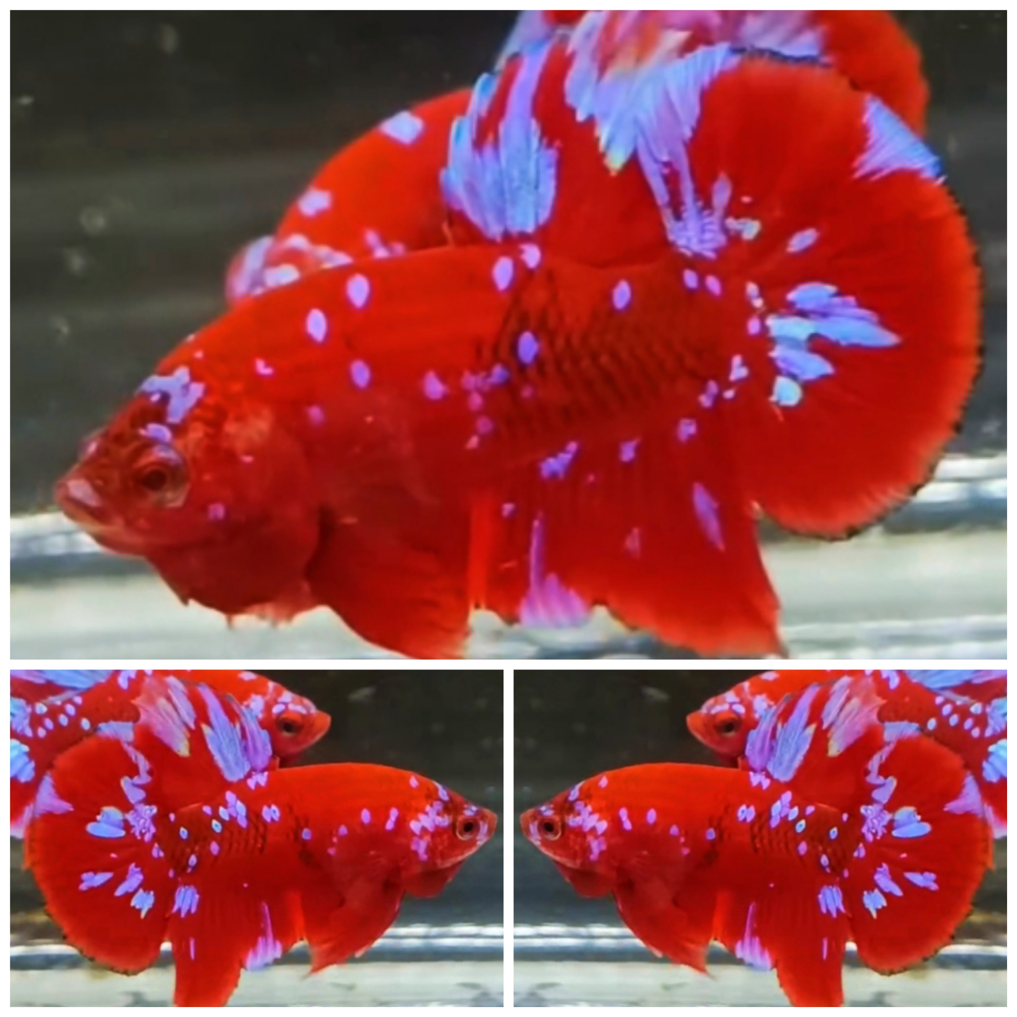 Red Purple Galaxy #2