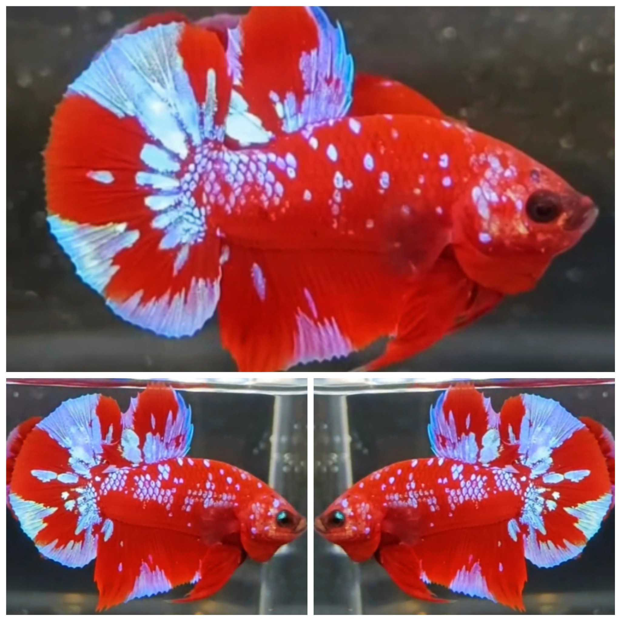 Red Purple Galaxy #1
