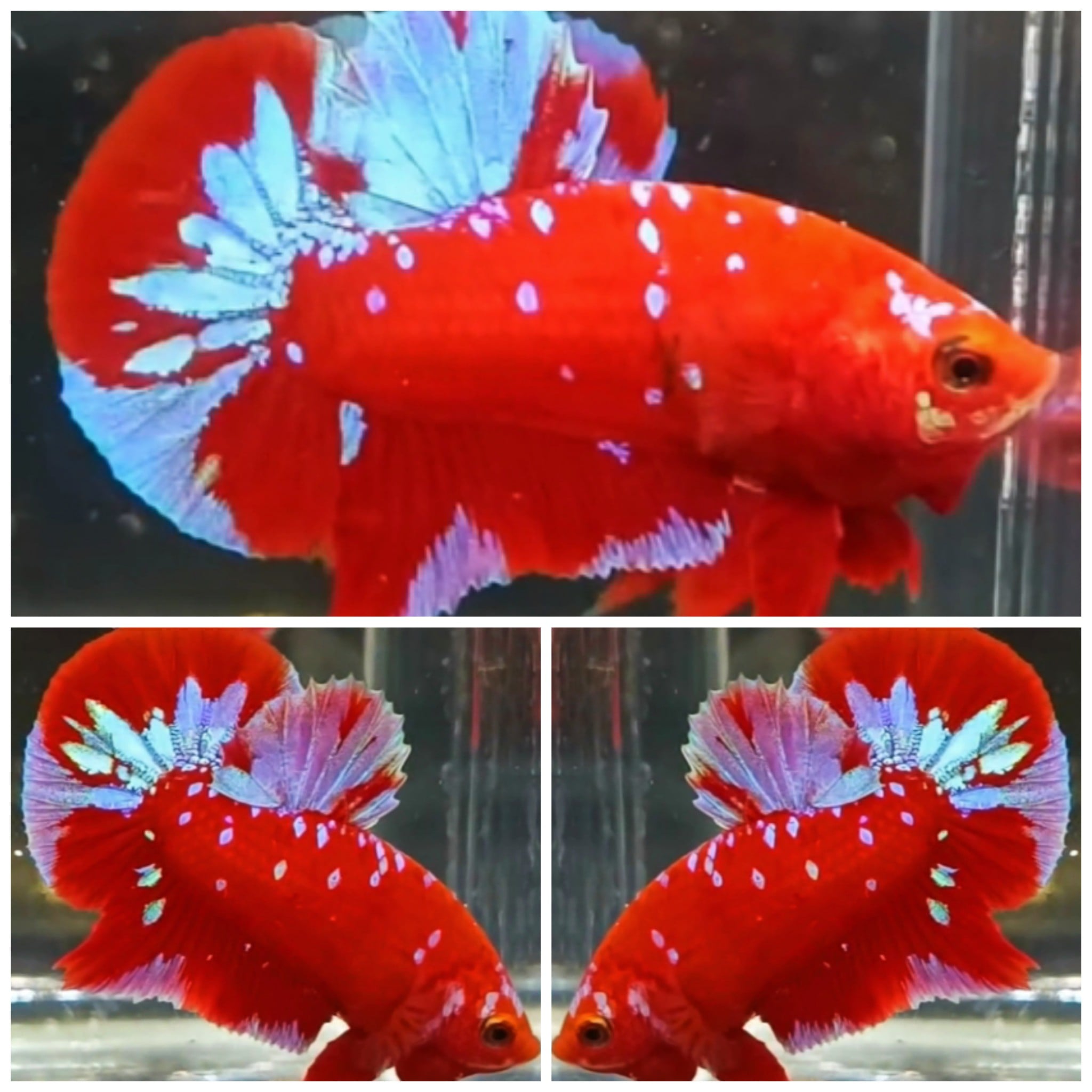 Red Purple Galaxy #4