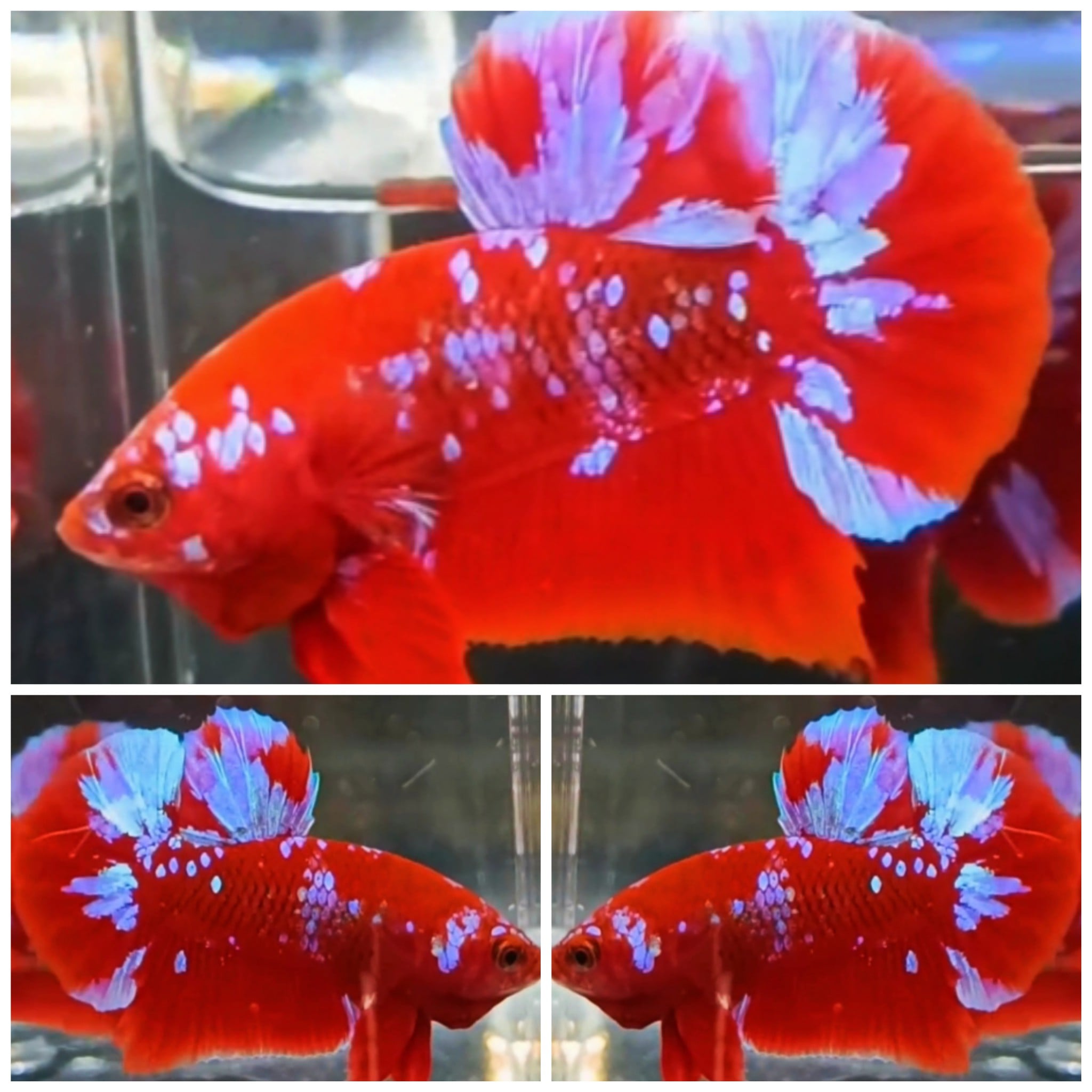 Red Purple Galaxy #5