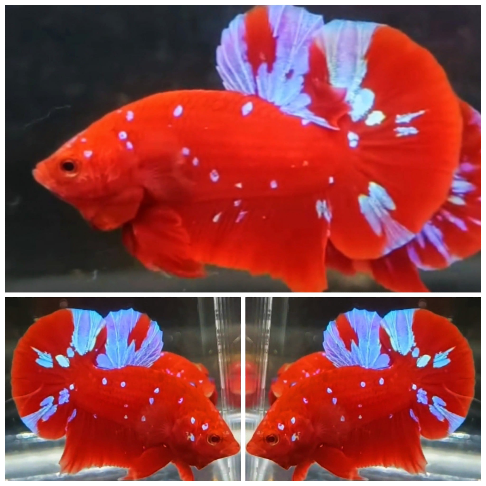 Red Purple Galaxy #6