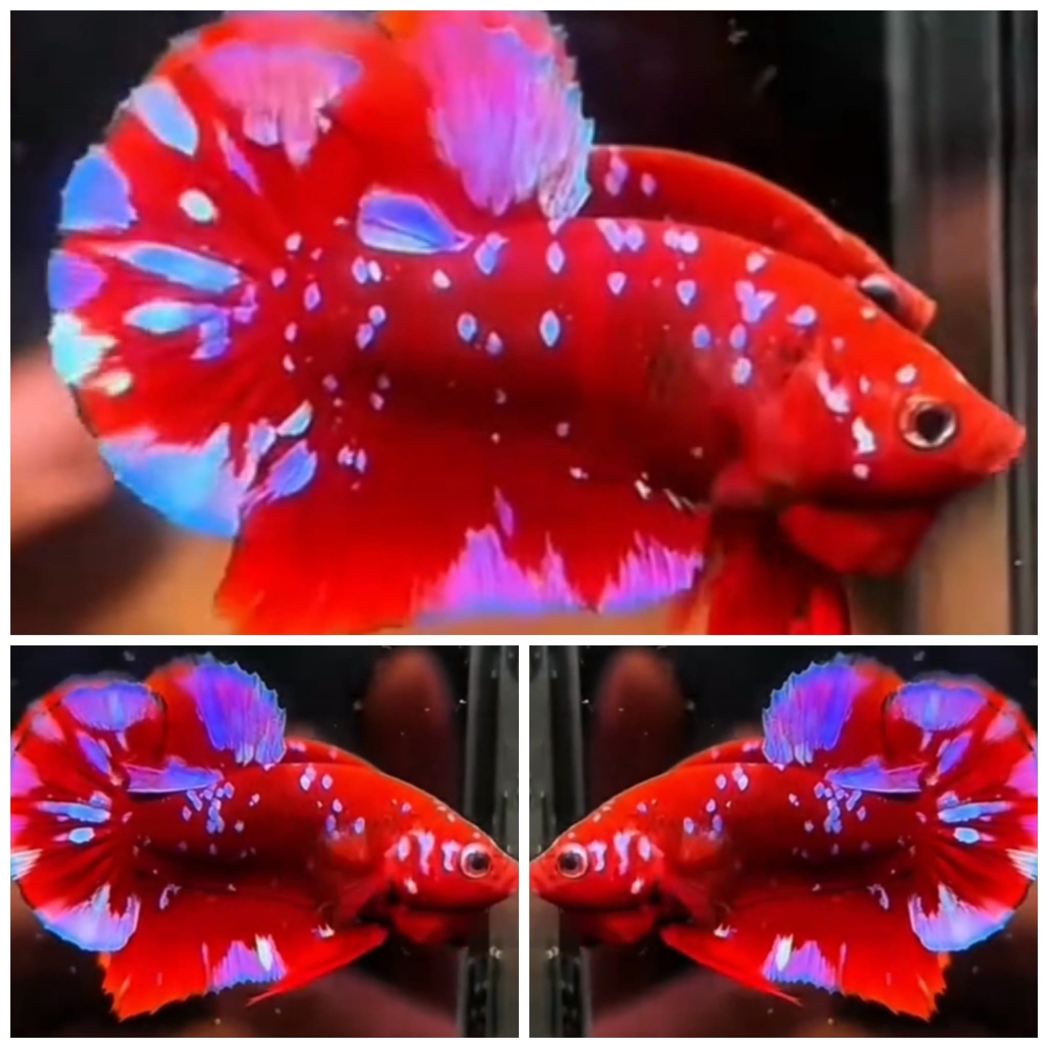 Red Purple Galaxy #3