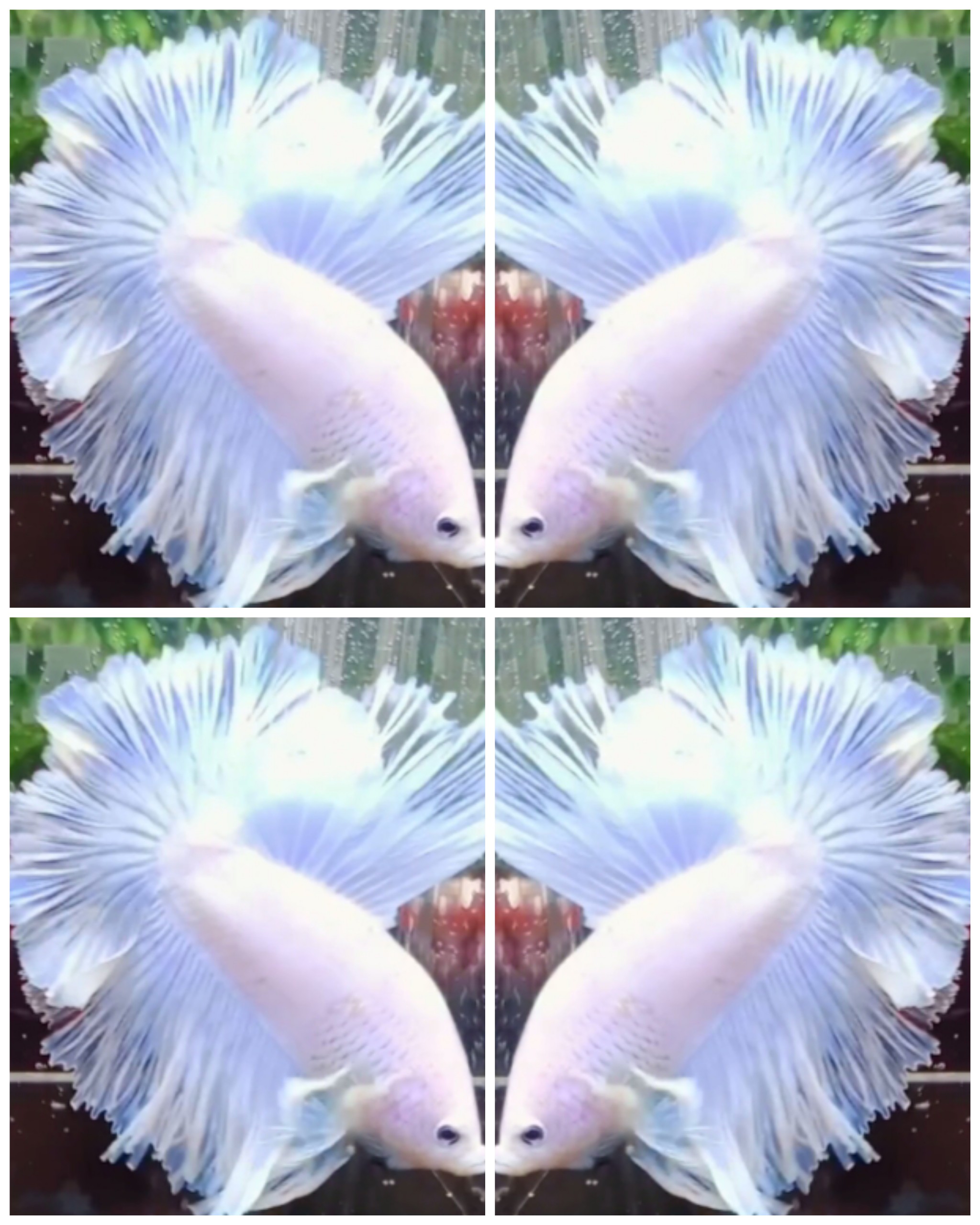 White Rose Tail