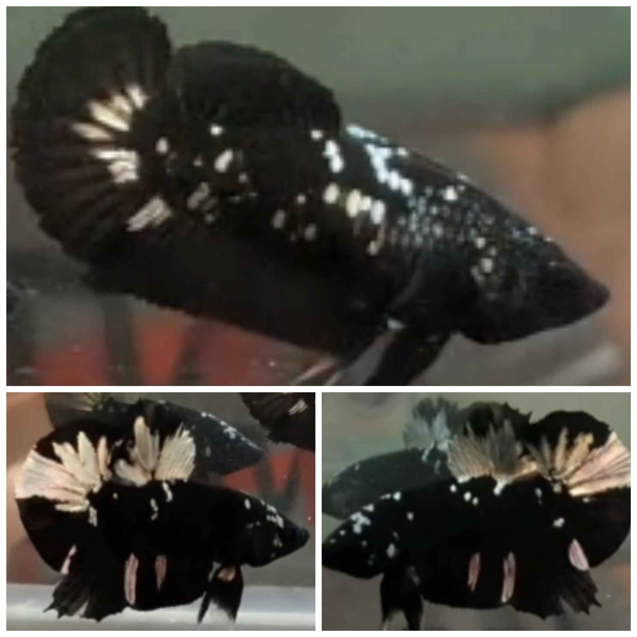 Pair Avatar Copper