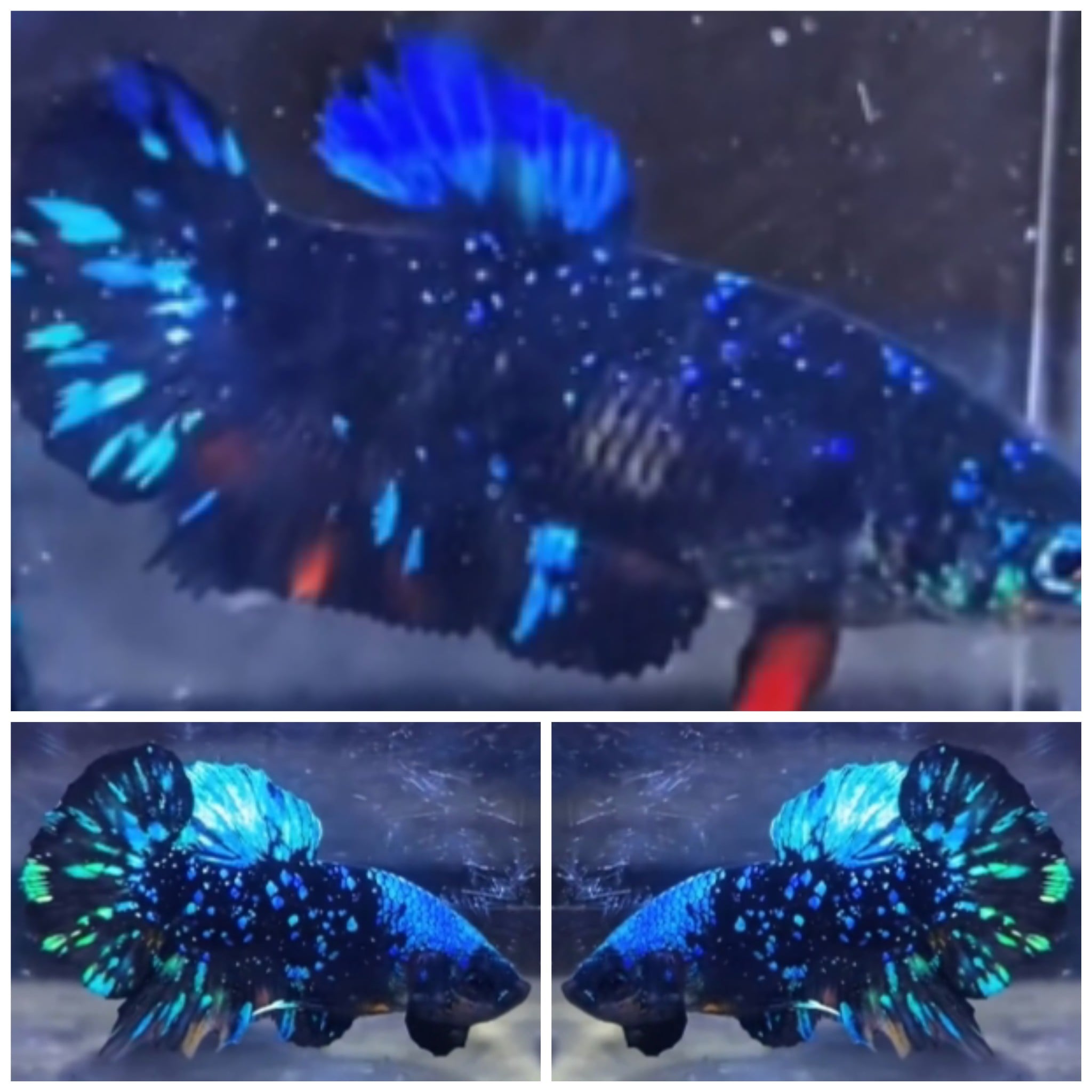 Pair Avatar Glitter