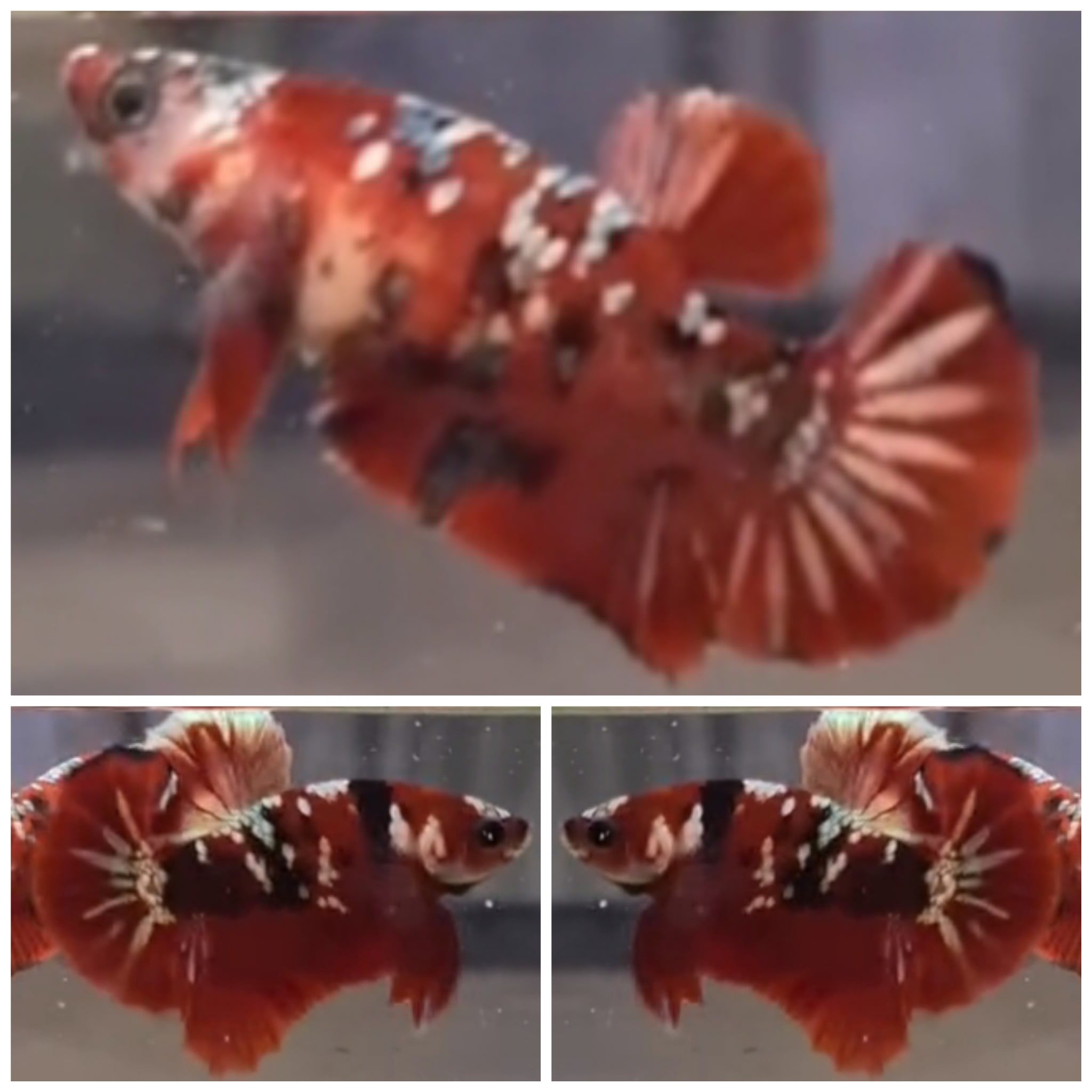 Pair Red Koi Copper