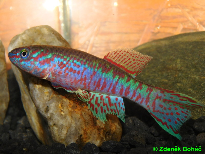 Fundulopanchax sjoestedti Funge ADL 13/39 +25 eggs
