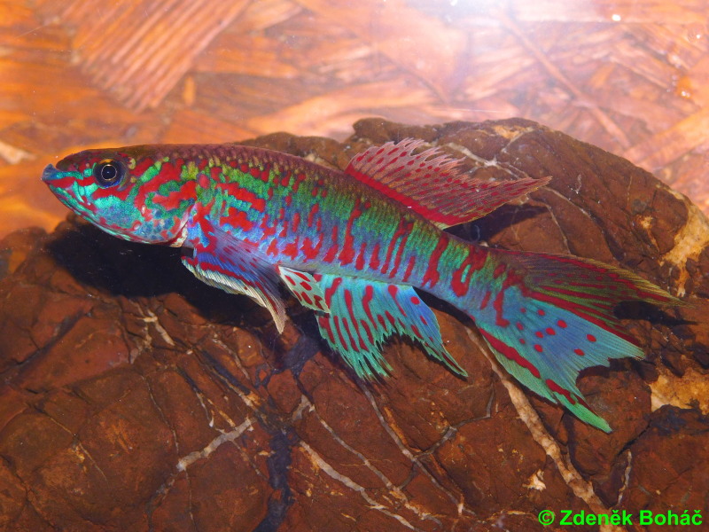 Fundulopanchax sjoestedti Loe +30 eggs
