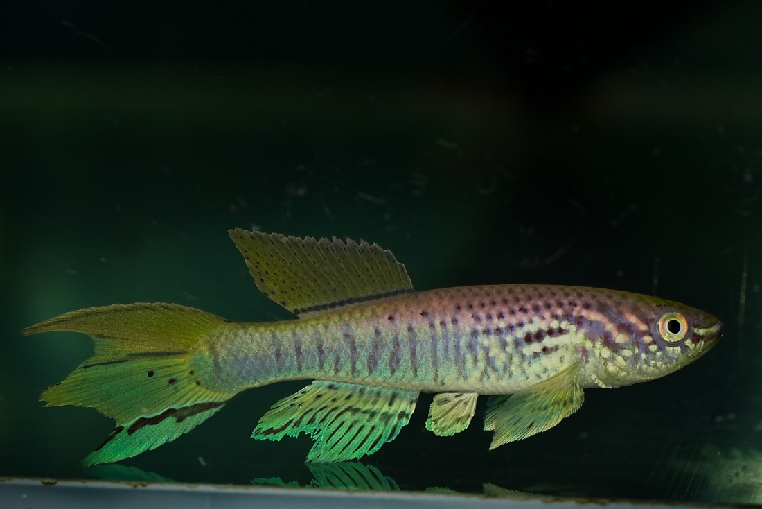 Fundulopanchax sjoestedti Oteri Delta +30 eggs