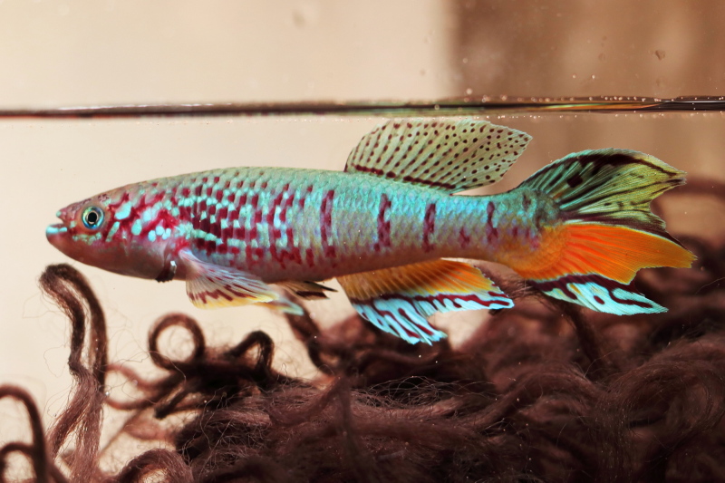 Fundulopanchax sjoestedti Warri +30 eggs