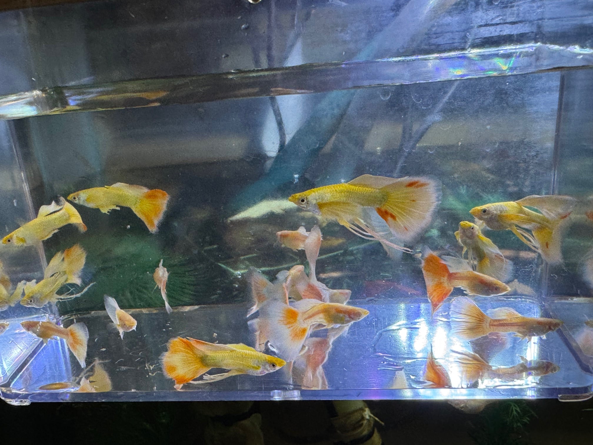 Full Gold Guppies - Seconds/Extra Coloring - Males