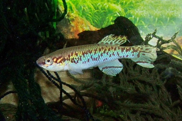 Fundulopanchax gularis