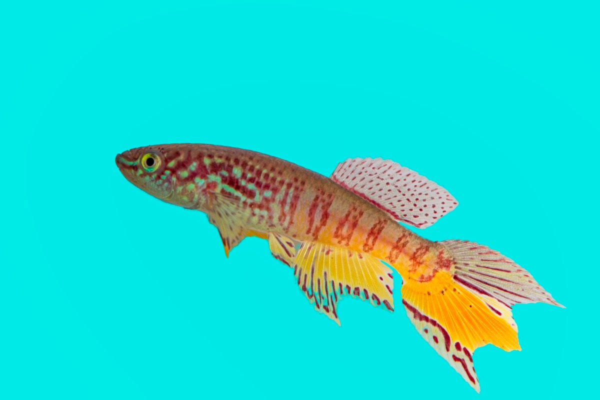 Fundulopanchax sjoestedti Poland Line +30 eggs