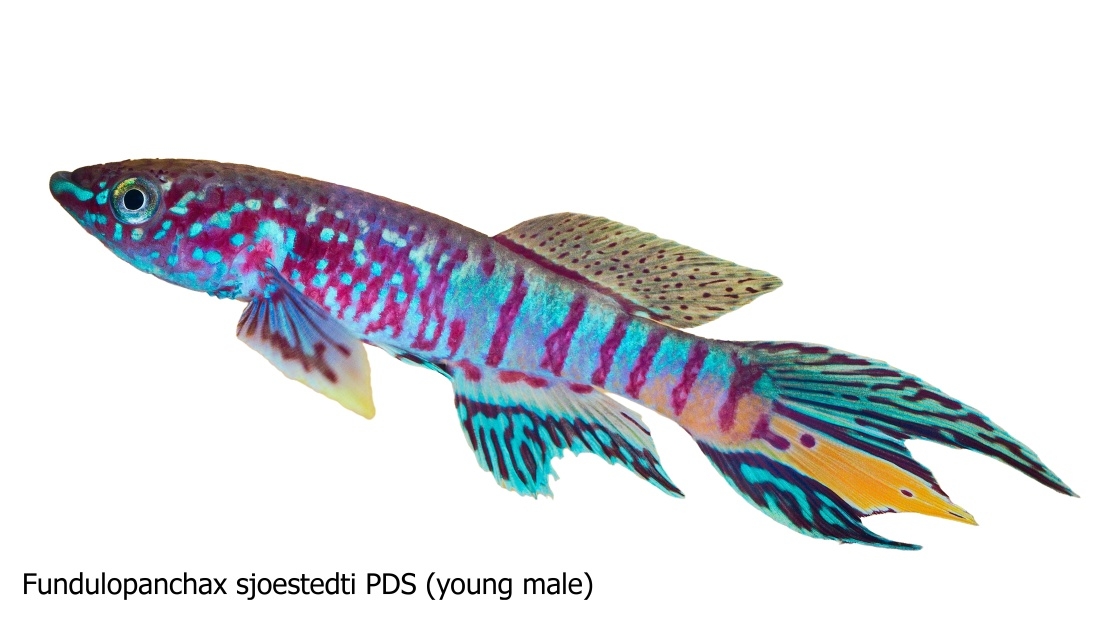 Fundulopanchax sjoestedti USA PDS +30 eggs