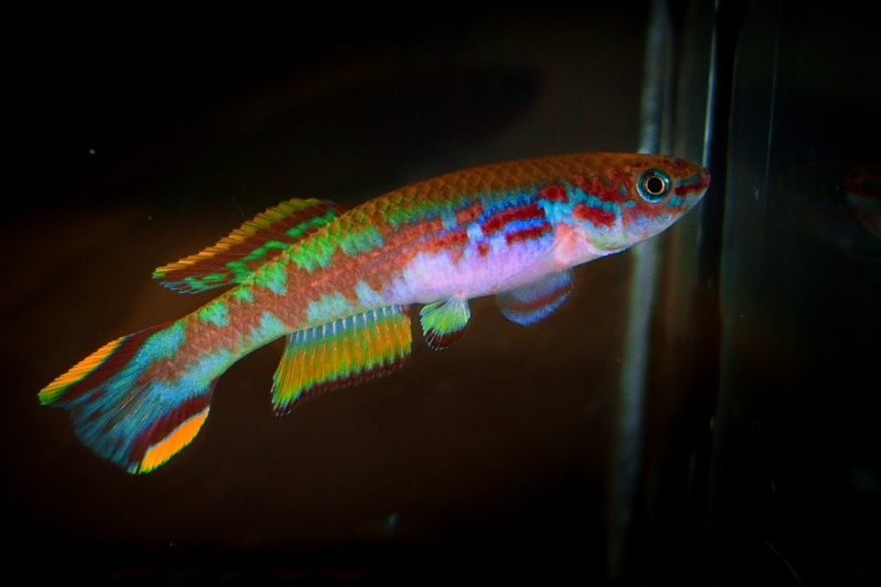 Fundulopanchax spoorenbergi +30 eggs
