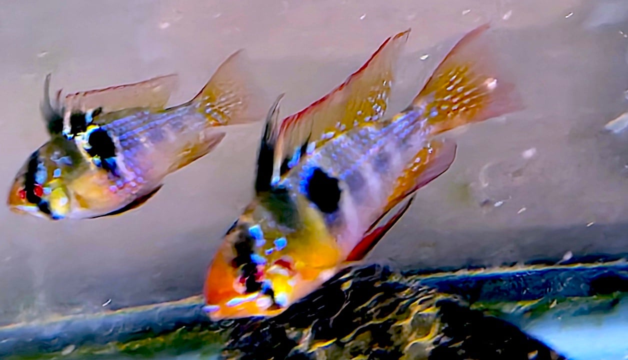 GERMAN BLUE RAMS PROVEN PAIR (CORALBANDIT LINE)