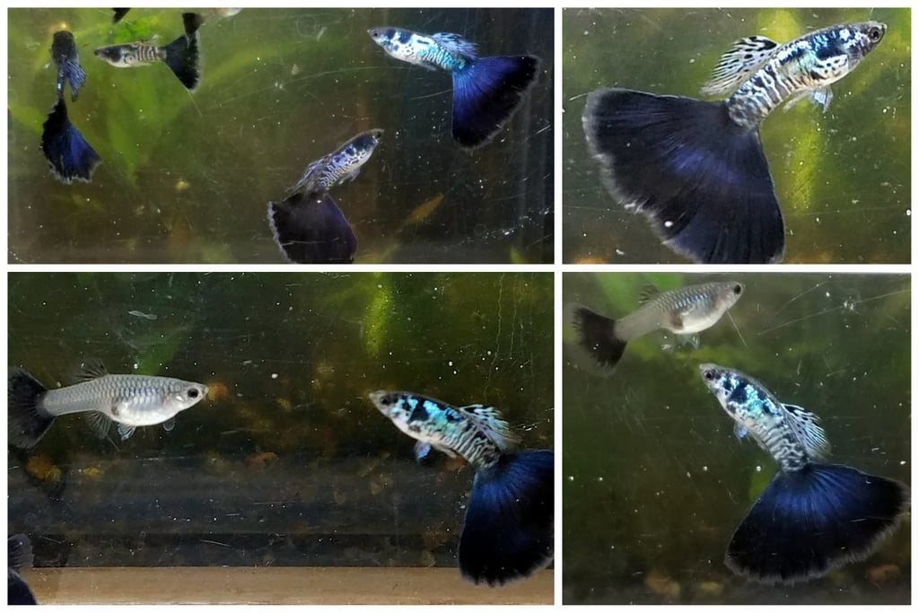 12x Galaxy Blue Tail & Snakeskin Fire Red Mosaic combo guppy pack - FREE SHIPPING