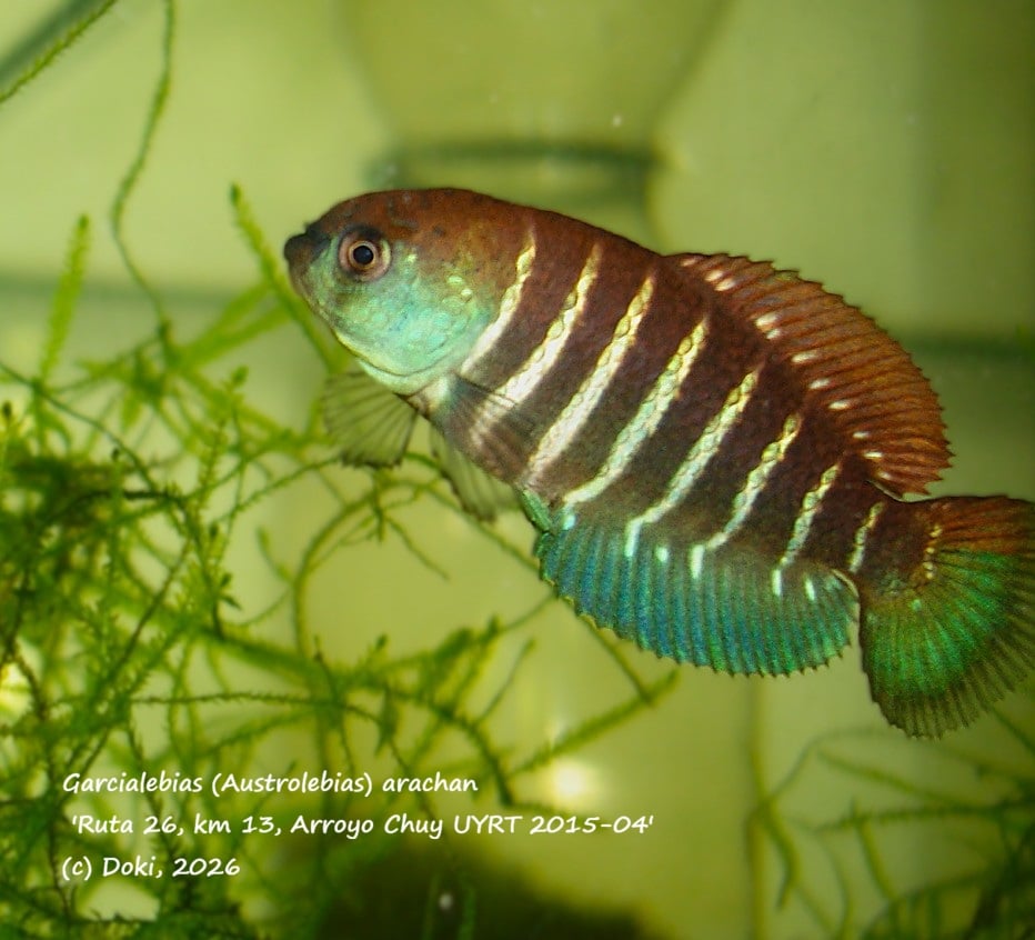 Austrolebias arachan, Ruta 26, km 13, Arroyo Chuy UYRT 2015-04, 40 eggs