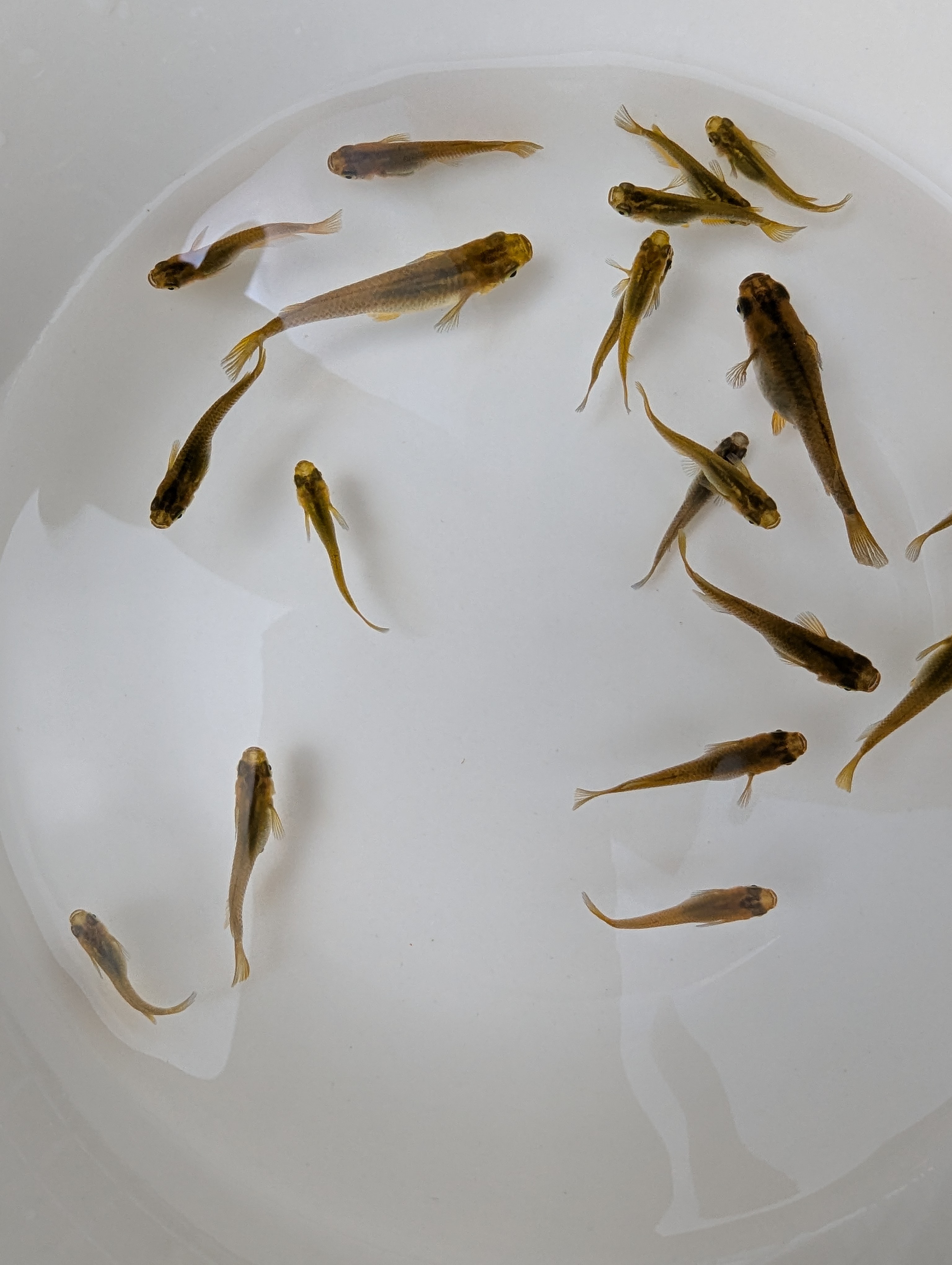 (8) Dark Gold Medaka (Japanese Ricefish)