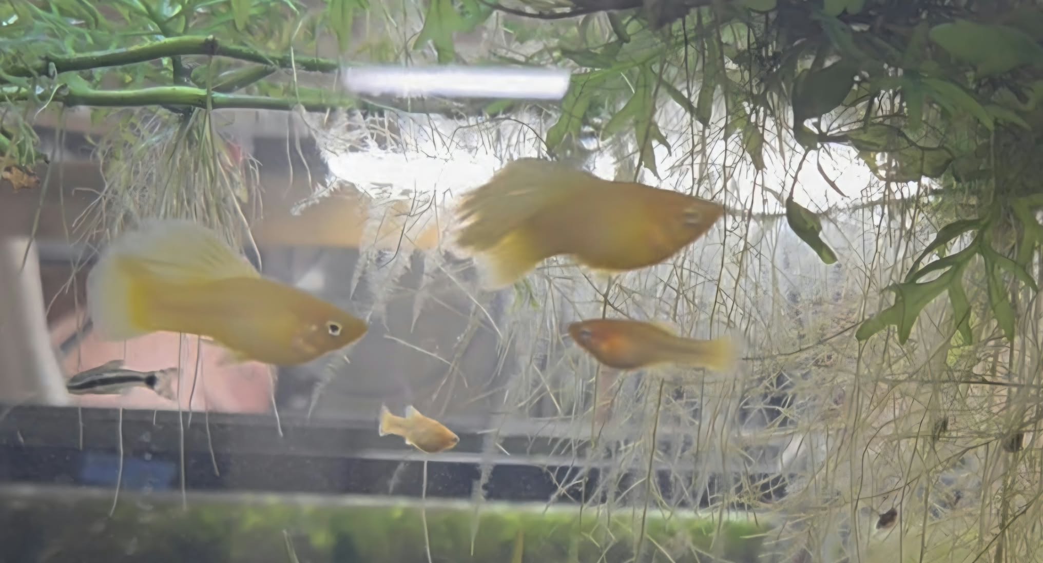 Solid Yellow HighFin Variatus Platy--TEN 3-week-old fry