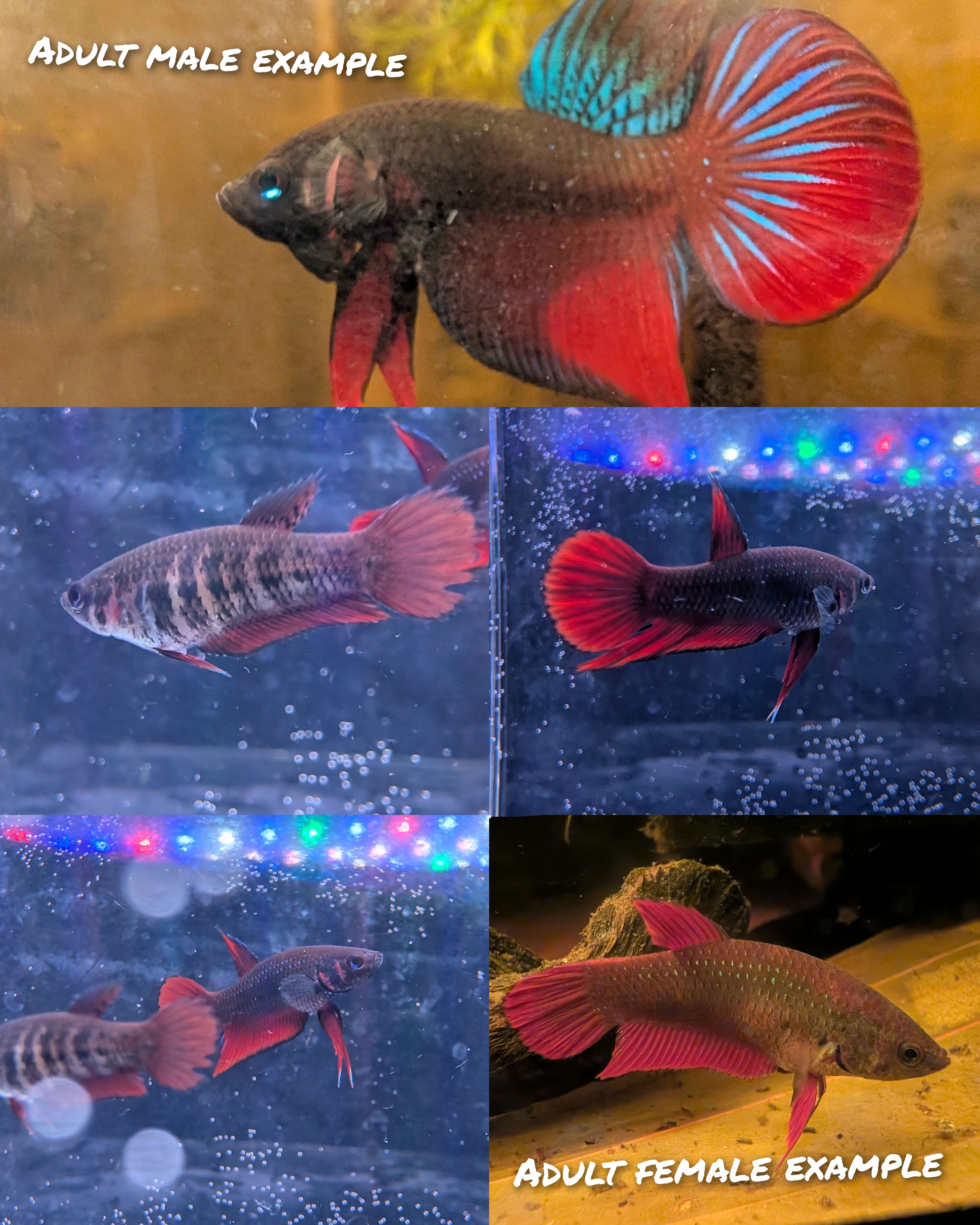 WILD betta Splenden - Original Wild Type - Frank's Bettas Line Young Fish