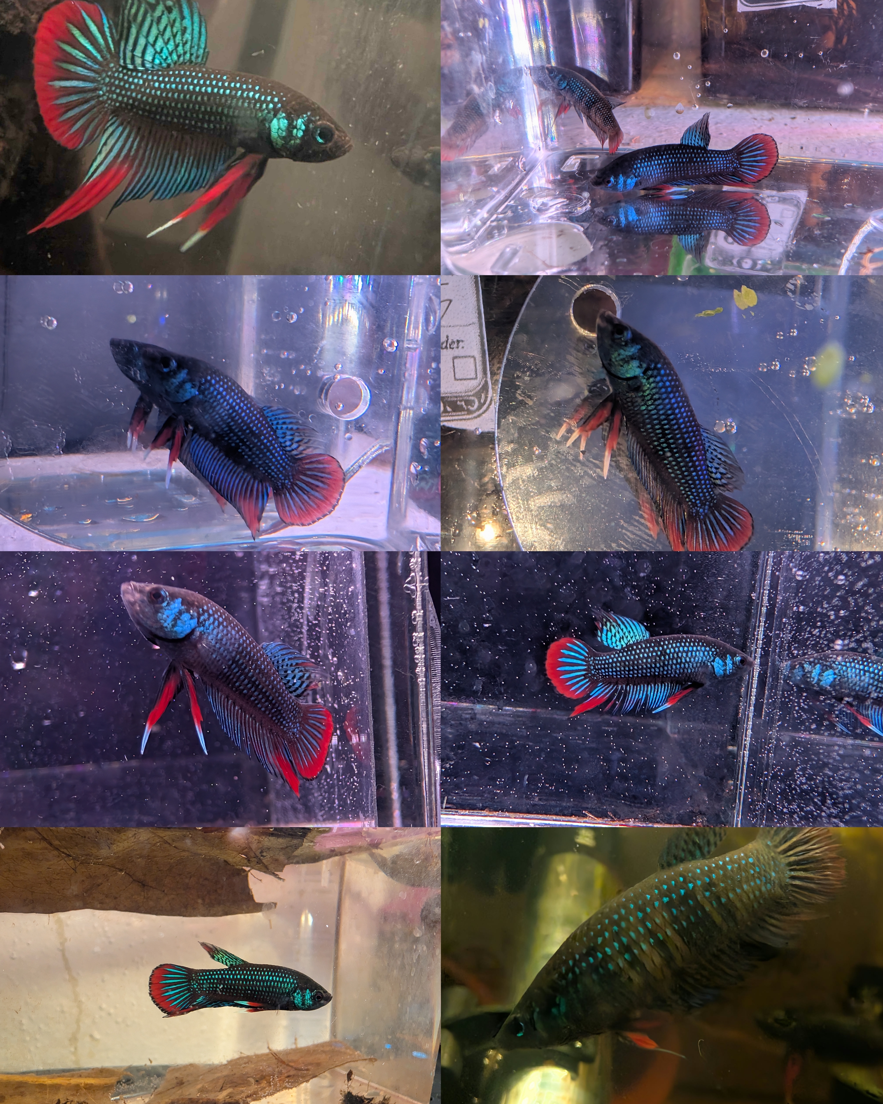 Betta Imbelis - Rare Wild Type Betta Fish - Franks Bettas Line