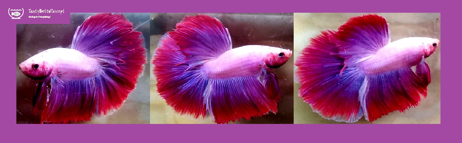 HALFMOON FANCY MASCOT!! #1  (Shipping Cost Included in Price)