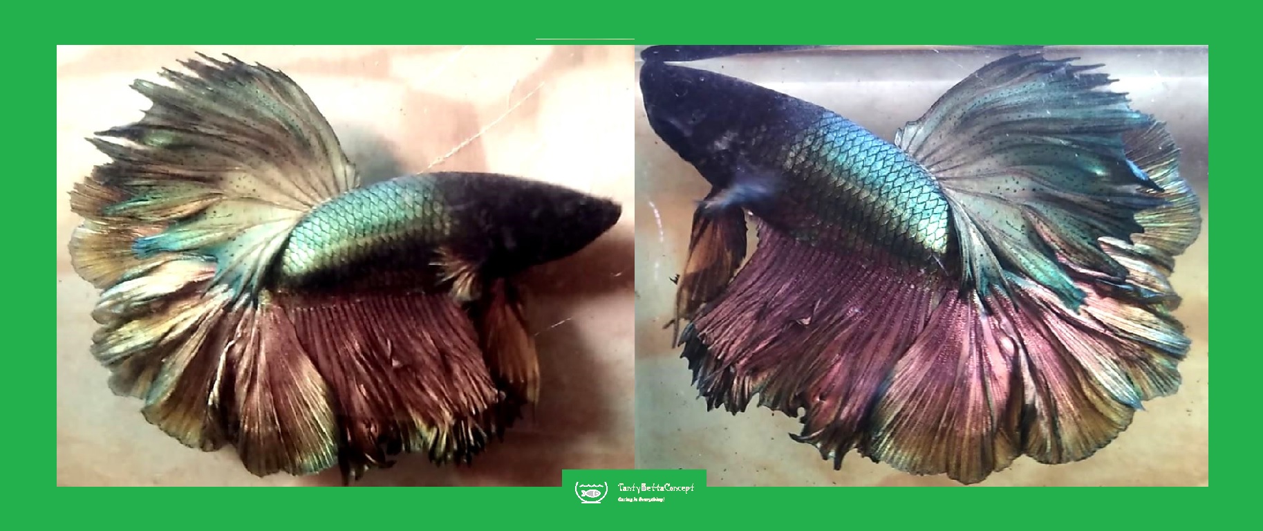 HALFMOON GREEN COPPER!! #1 (Shipping Cost Included in Price)