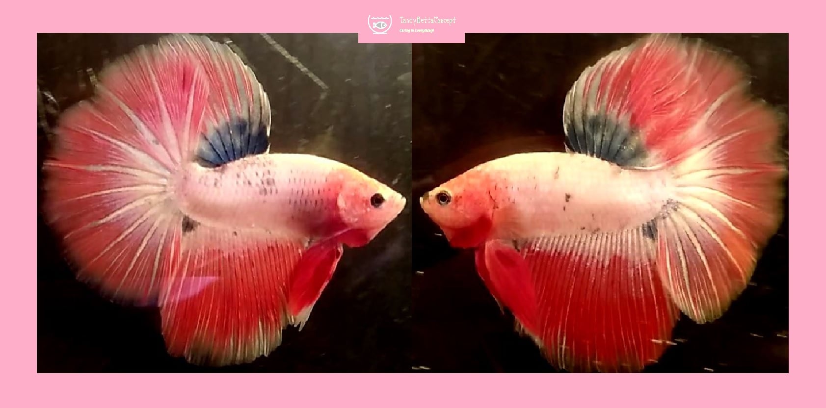HALFMOON PINK FANCY!! #1 (Shipping Cost Included in Price)