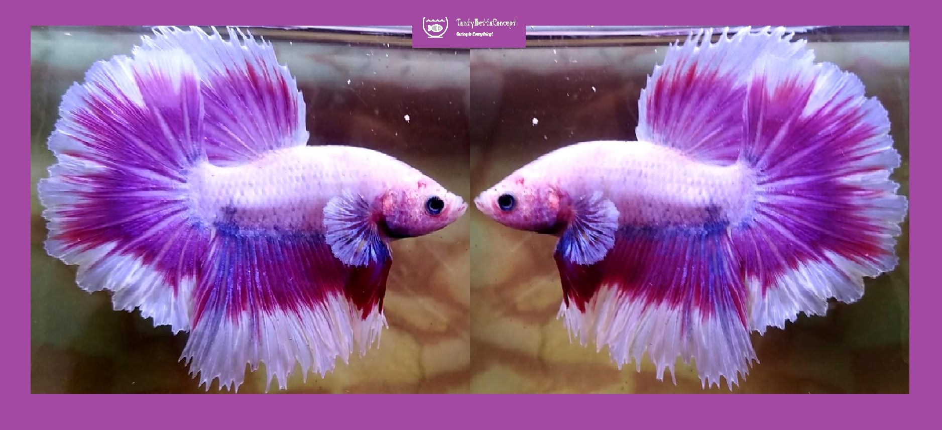 HALFMOON PURPLE BUTTERFLY!! #1 (Shipping Cost Included in Price)