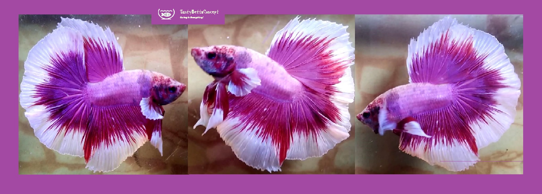 HALFMOON PURPLE BUTTERFLY!! #2 (Shipping Cost Included in Price)