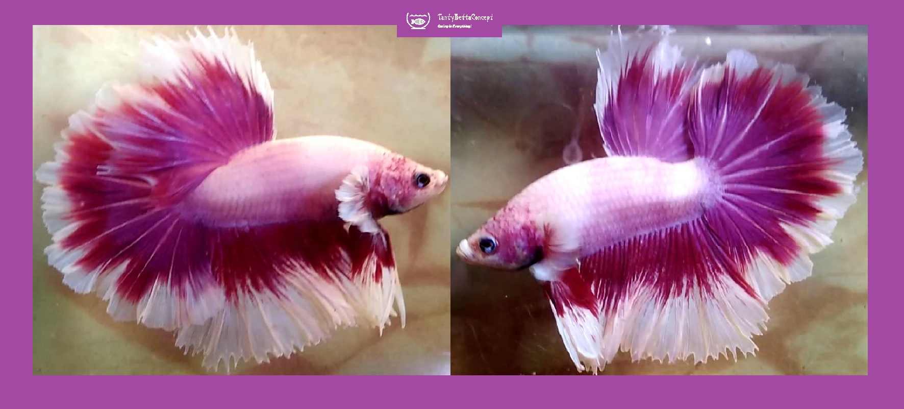 HALFMOON PURPLE BUTTERFLY!! #3 (Shipping Cost Included in Price)