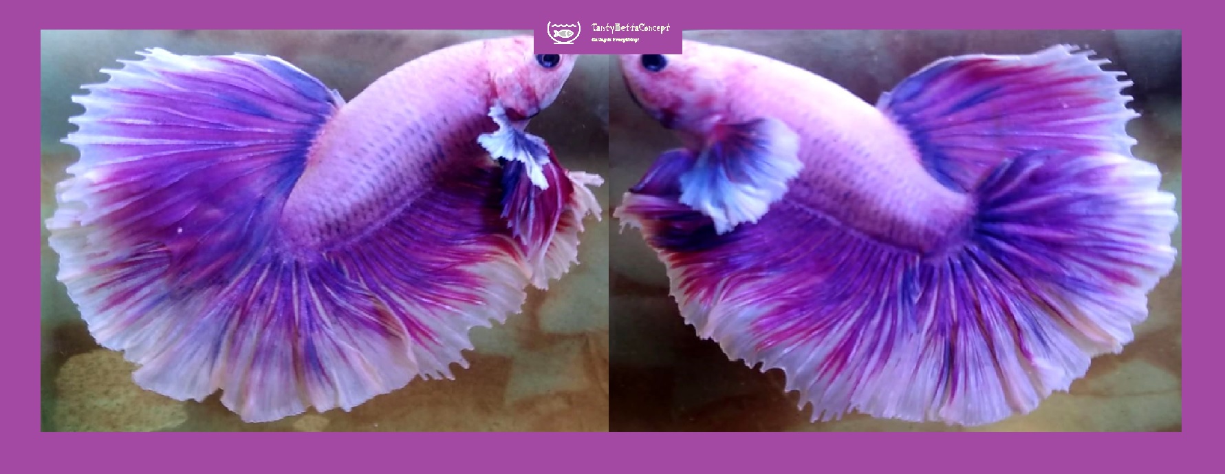 HALFMOON PURPLE VIOLET!! #1 (Shipping Cost Included in Price)
