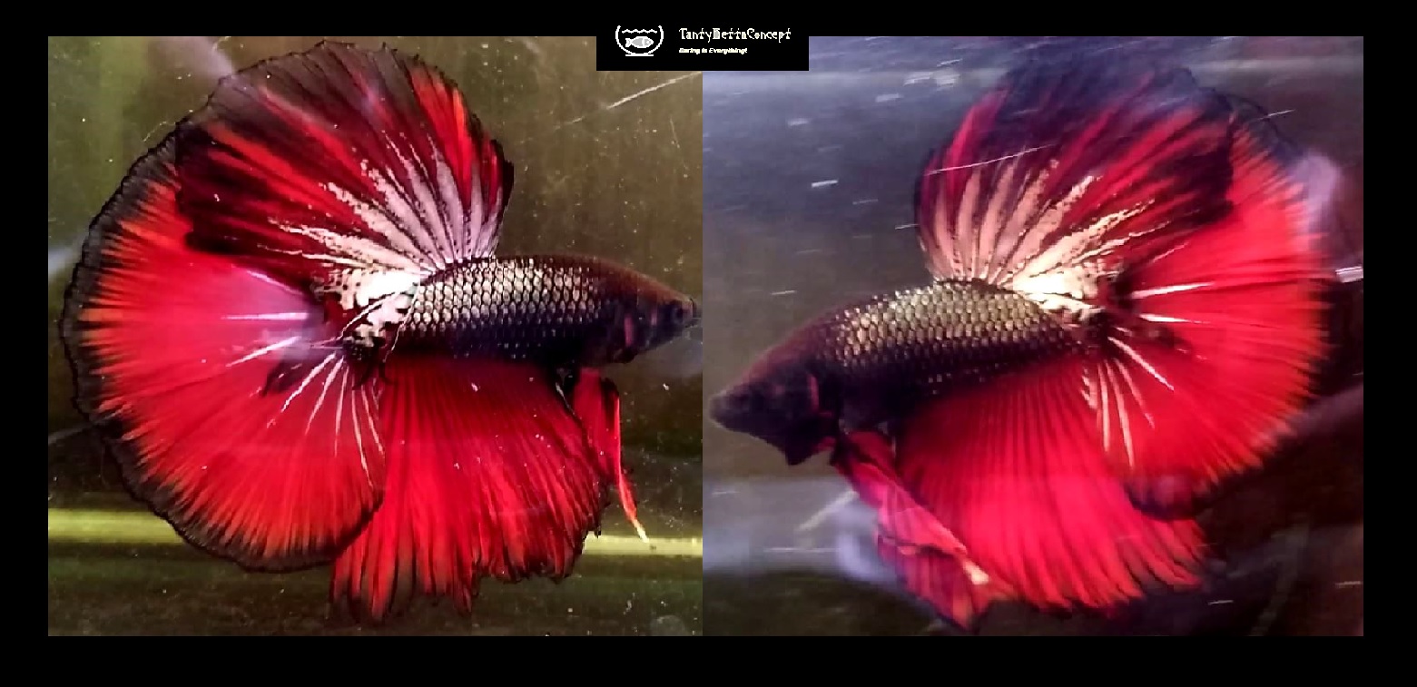 HALFMOON RED BLACK COPPER!! #2 (Shipping Cost Included in Price)