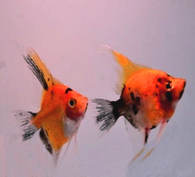 HIGH COVERAGE ORANGE KOI DOLLAR PLUS LOT OF 4