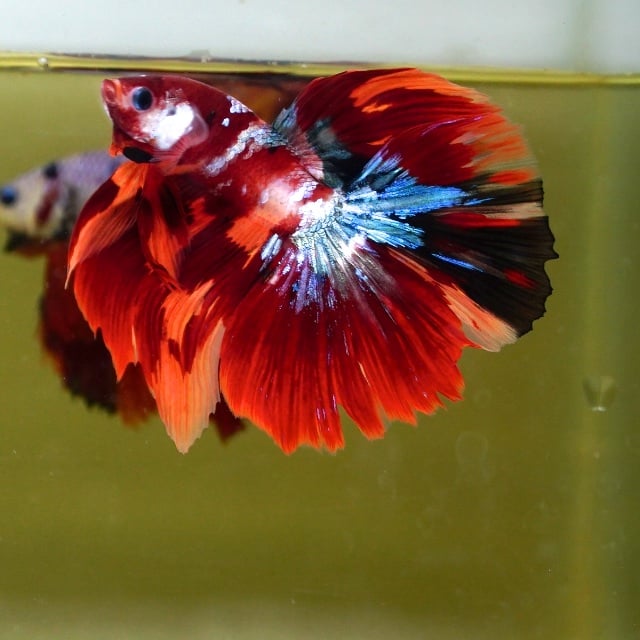 Male Galaxy Red Fancy Mask HM Premium Thailand