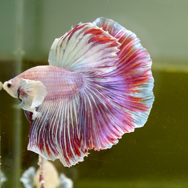 Male Dumbo Pink Butterfly Rose Tail HM Premium Thailand