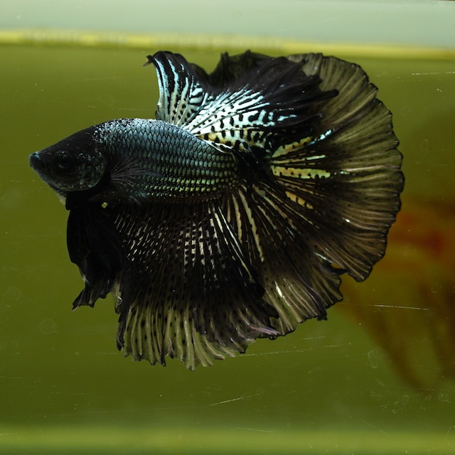 Male Black Copper Butterfly Rose Tail HM Premium Thailand
