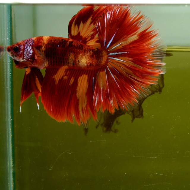 Male Giant Orange Nemo Fire HM Premium Thailand(7 cm)