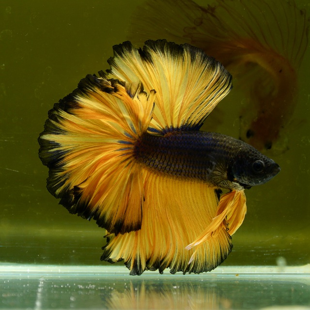 Male Black Mustard Butterfly Rose Tail HM Premium Thailand
