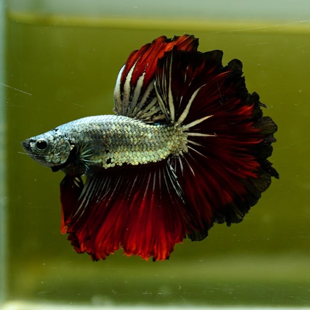 Male Dragon Copper Red Feather Tail HM Premium Thailand