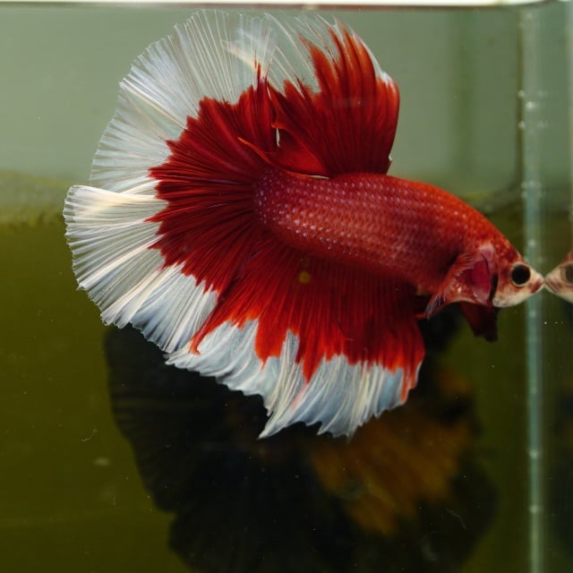 Male Red Butterfly Rose Tail HM Premium Thailand