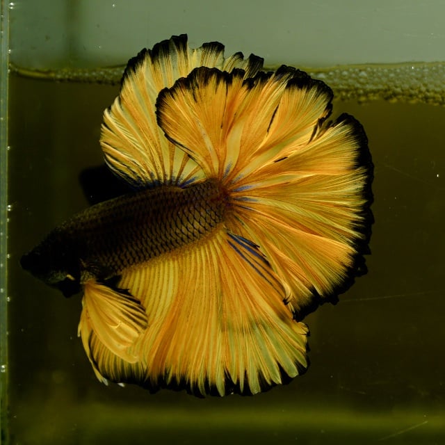 Male Black Mustard Butterfly Rose Tail HM Premium Thailand