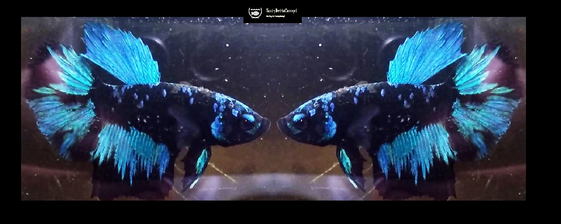 HMPK BLUE AVATAR!! #1 (Shipping Cost Included in Price)