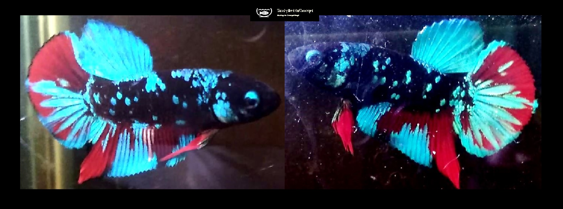 HMPK GORDON!! #1 (Shipping Cost Included in Price)