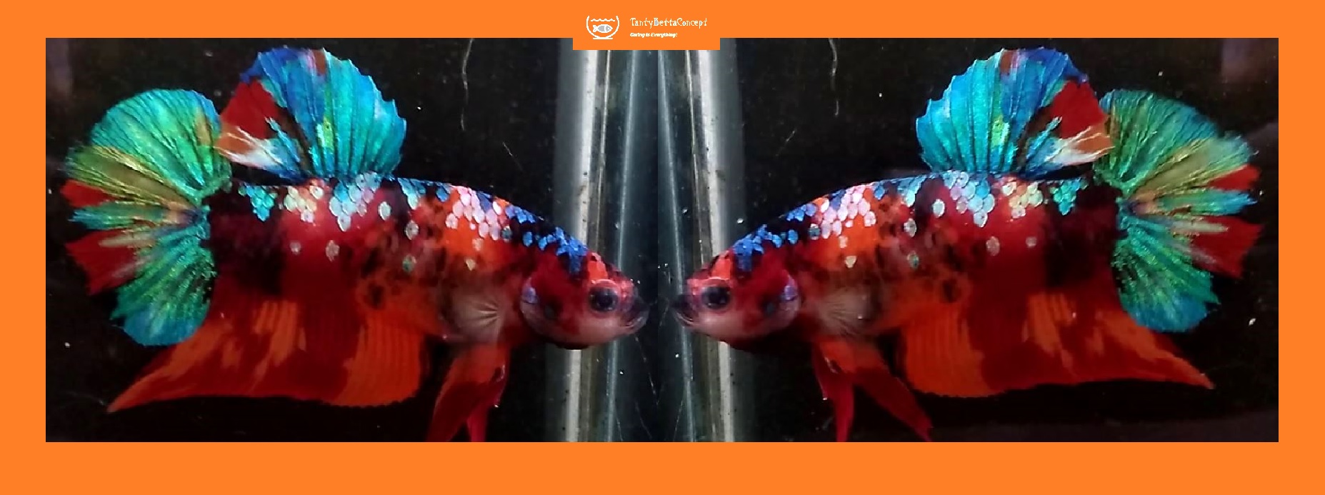 HMPK ORANGE GALAXY MULTICOLOR!! #1 (Shipping Cost Included in Price)
